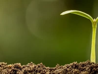 Costa Rica, fertile soil for the IT industry